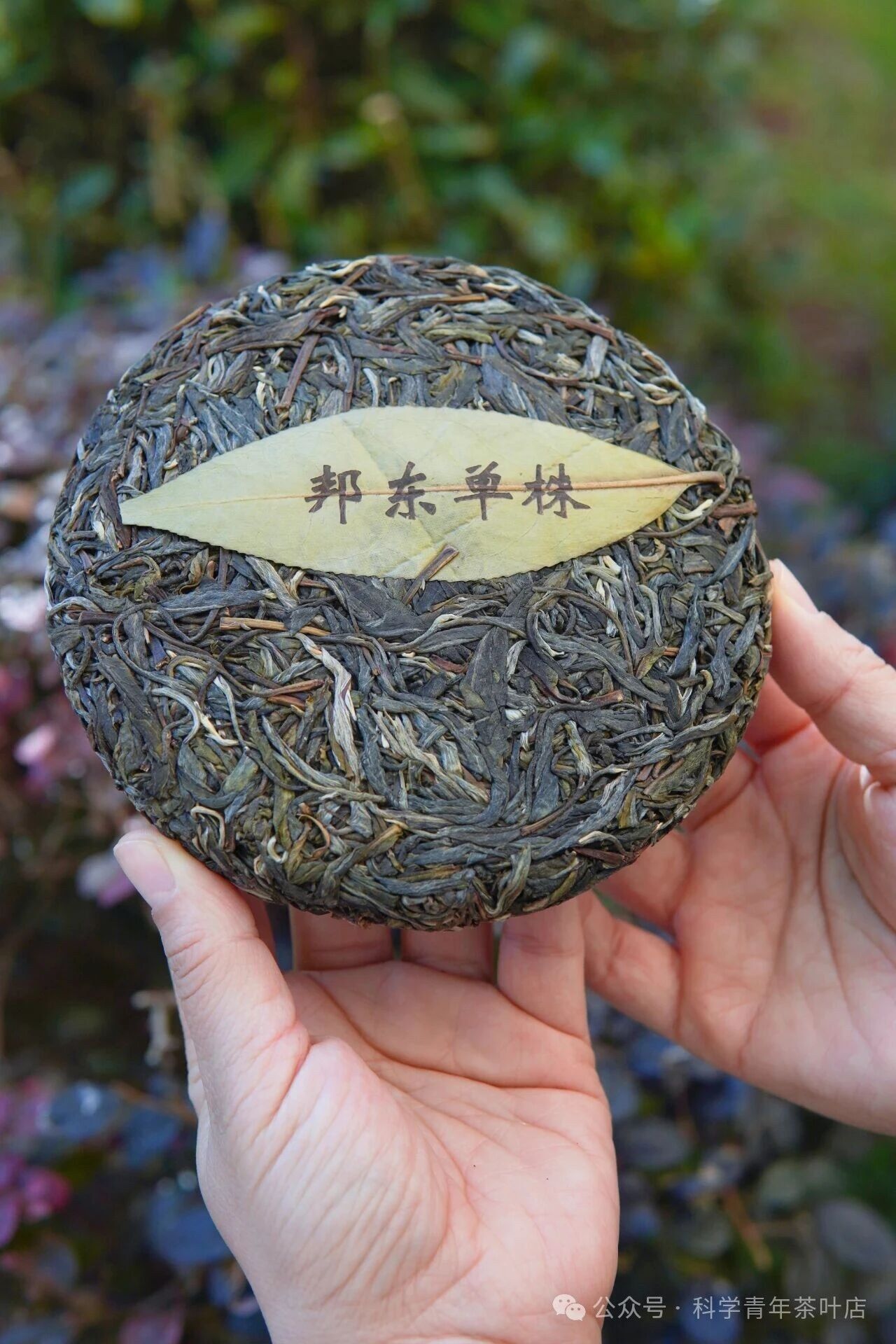 Bangdong Old Village Ancient-Tree Raw Pu-erh